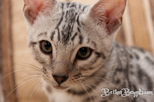 Bengal cat silber rosetted